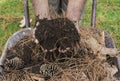 Senior man holding ecologically soil over wheelbarrow. Ecology concept